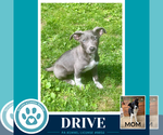 Small Photo #3 Borador Puppy For Sale in Kimberton, PA, USA