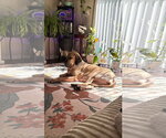 Small #1 Brazilian Mastiff