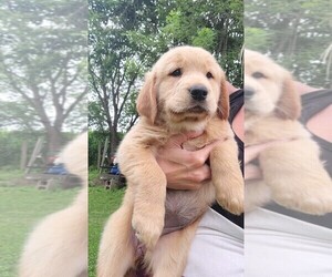 Golden Retriever Puppy for sale in BROOKSTON, IN, USA