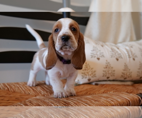 Medium Photo #6 Basset Hound Puppy For Sale in CUMMING, GA, USA