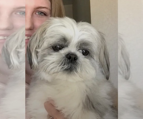 Medium Photo #1 Schweenie Puppy For Sale in ROCKWALL, TX, USA