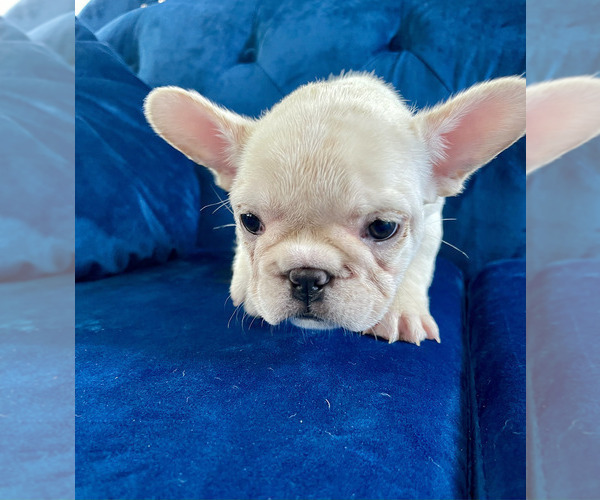 Medium Photo #14 French Bulldog Puppy For Sale in LAS VEGAS, NV, USA