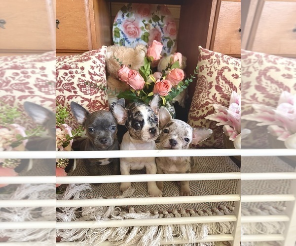 Medium Photo #3 French Bulldog-Rat Terrier Mix Puppy For Sale in BROOKSVILLE, FL, USA