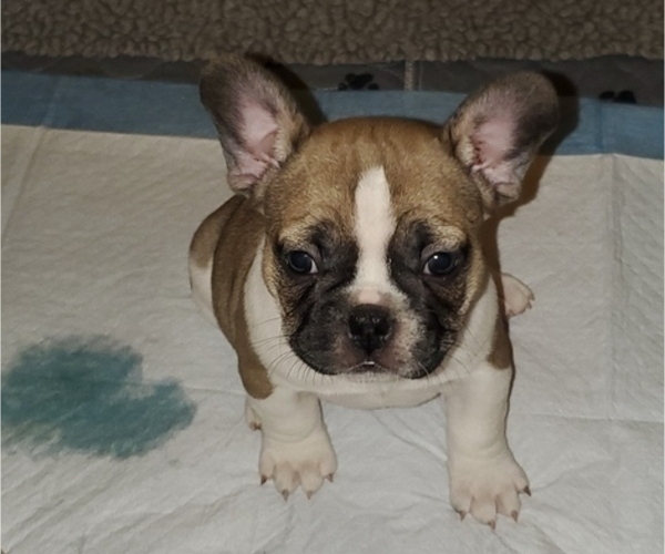 Medium Photo #4 French Bulldog Puppy For Sale in TRACY, CA, USA