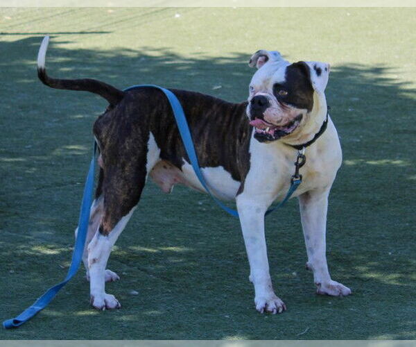 Medium Photo #2 American Bulldog Puppy For Sale in Martinez, CA, USA