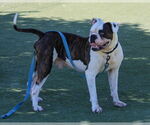 Small #1 American Bulldog