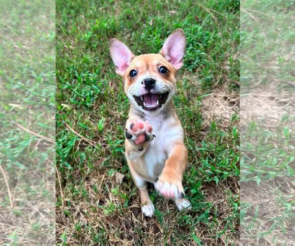 Medium Photo #2 Chihuahua-Unknown Mix Puppy For Sale in Greenville, SC, USA