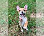 Small #1 Chihuahua Mix