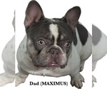 Small Photo #1 French Bulldog Puppy For Sale in CAPE CORAL, FL, USA