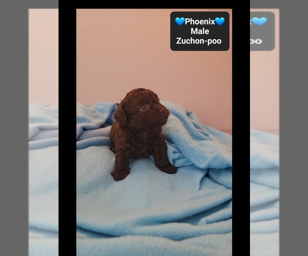 Medium Photo #3 Poodle (Toy)-Zuchon Mix Puppy For Sale in TUCSON, AZ, USA