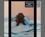 Small #2 Poodle (Toy)-Zuchon Mix