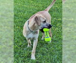 Small #2 Black Mouth Cur Mix