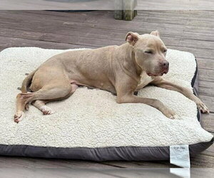Priscilla (GA) a/k/a Prissy - Female Mutt Dog for Adoption - Photo #26