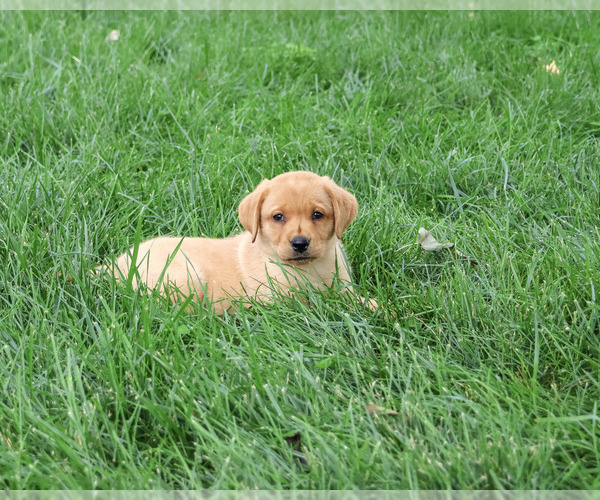 Medium Photo #4 Labrador Retriever Puppy For Sale in SYRACUSE, IN, USA