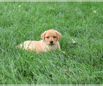 Small #3 Labrador Retriever