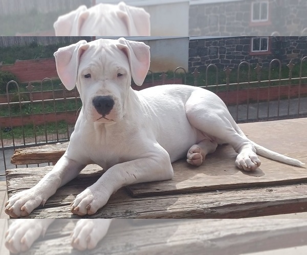 Medium Photo #7 Dogo Argentino Puppy For Sale in WILMINGTON, DE, USA
