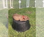 Small Photo #6 American Bully Puppy For Sale in HILTON, NY, USA