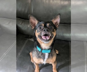 Chihuahua-Unknown Mix Dogs for adoption in Overland Park, KS, USA
