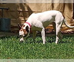 Small #1 Mutt