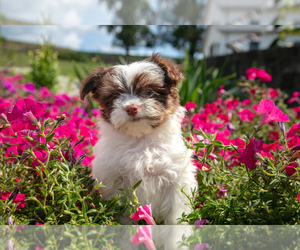 Havanese Litter for sale in BALTIC, OH, USA