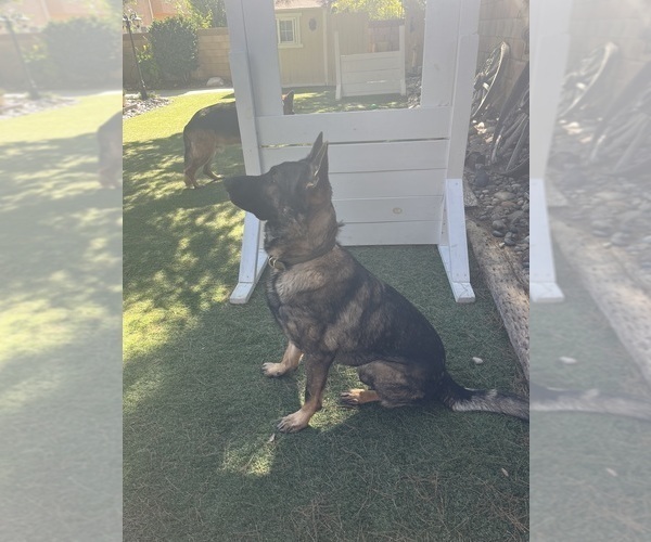 Medium Photo #1 German Shepherd Dog Puppy For Sale in LANCASTER, CA, USA