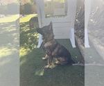 Small German Shepherd Dog