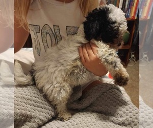 Poodle (Toy)-Yorkshire Terrier Mix Puppy for sale in SNOOK, TX, USA