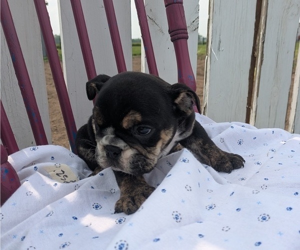 Medium Photo #6 English Bulldog Puppy For Sale in GOSHEN, IN, USA