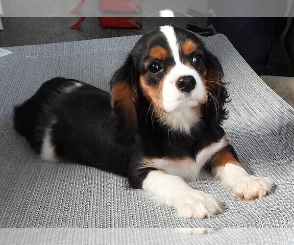 Medium Photo #3 Cavalier King Charles Spaniel Puppy For Sale in CARLISLE, KY, USA