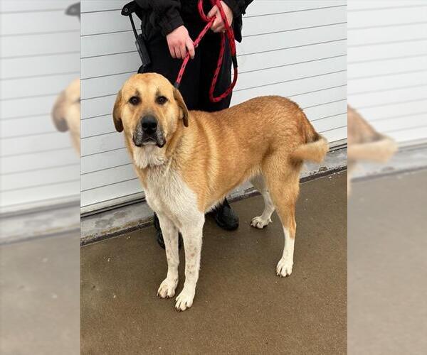 Medium Photo #1 Gerberian Shepsky Puppy For Sale in Louisville, KY, USA