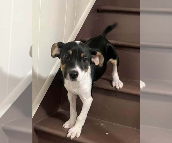 Medium Photo #11 Jack Russell Terrier-Unknown Mix Puppy For Sale in New York, NY, USA