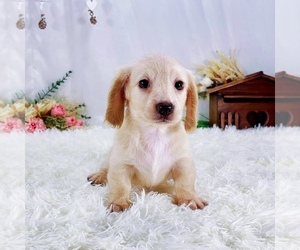 Dachshund Puppy for sale in ASTORIA, NY, USA
