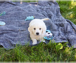 Small #5 English Cream Golden Retriever
