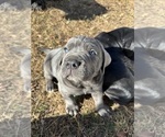 Small Photo #3 Cane Corso Puppy For Sale in COLONIAL HEIGHTS, VA, USA