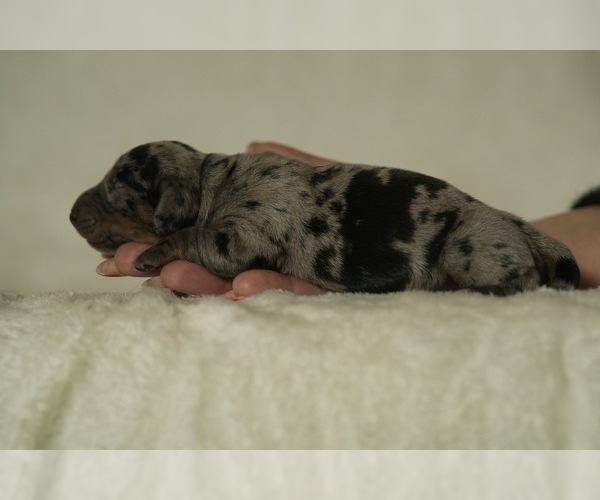 Medium Photo #3 Dachshund Puppy For Sale in NEVADA CITY, CA, USA