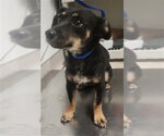CHLOE - Female Chihuahua Dog for Adoption - Small photo