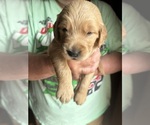 Small Photo #8 Golden Retriever Puppy For Sale in WATERBURY, VT, USA