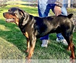 Small #33 Rottweiler