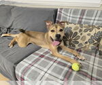 Small #5 American Pit Bull Terrier Mix