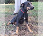 Small #1 Labrador Retriever Mix