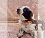 Small Photo #10 Border Collie Puppy For Sale in MARYVILLE, TN, USA