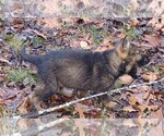 Small Photo #6 German Shepherd Dog Puppy For Sale in STATESVILLE, NC, USA