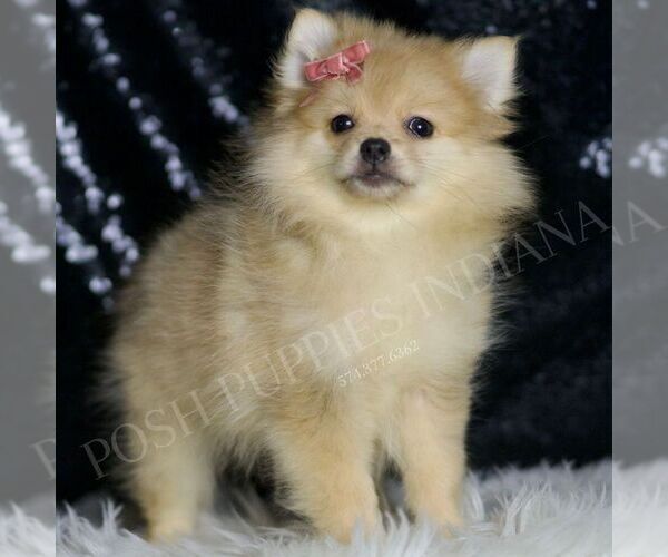Medium Photo #96 Pomeranian Puppy For Sale in WARSAW, IN, USA