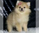 Small Photo #96 Pomeranian Puppy For Sale in WARSAW, IN, USA