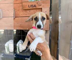 Dachshund-Unknown Mix Dogs for adoption in Turlock, CA, USA