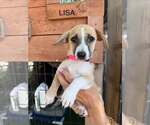 Small Dachshund Mix