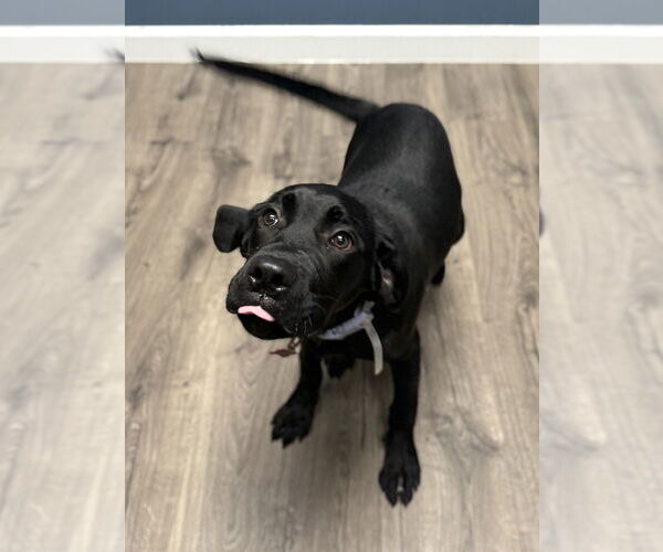 Medium Photo #3 Mutt Puppy For Sale in Lakewood, CO, USA