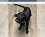 Small #2 Mutt