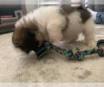 Small Photo #3 Shih Tzu Puppy For Sale in DECATUR, GA, USA