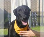 Small Labrador Retriever Mix